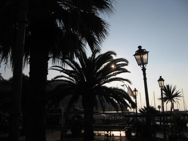 073785_Palmen.jpg