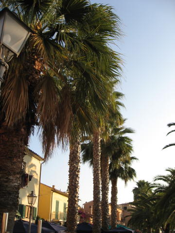 073787_Palmen.jpg