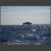 073240_Tragfluegelschiff.jpg
