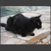 073422_Katze.jpg