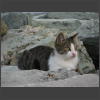 073423_Katze.jpg