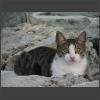 073424_Katze.jpg