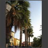 073787_Palmen.jpg