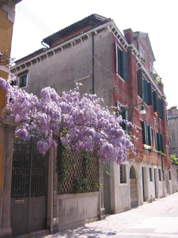 031375_Bluehender_Baum.jpg