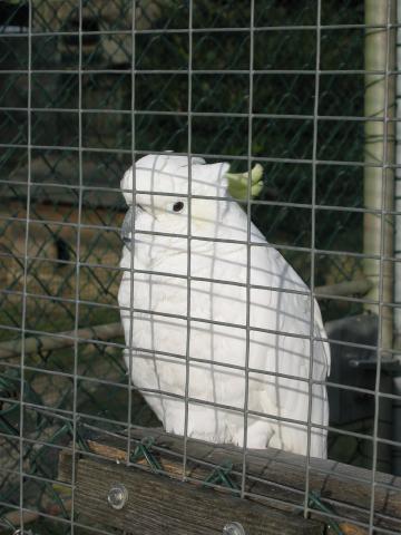 033960_Schneeeule.jpg