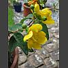 043101_in_voller_Bluete.jpg