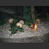 054307_Dino-Eier.jpg