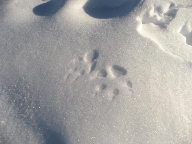 090723_Spuren_im_Schnee.jpg