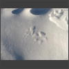 090723_Spuren_im_Schnee.jpg