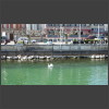 091338_Schwan.jpg