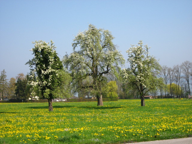 091952_Bluehende_Baeume_und_Wiese.jpg