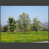 091952_Bluehende_Baeume_und_Wiese.jpg