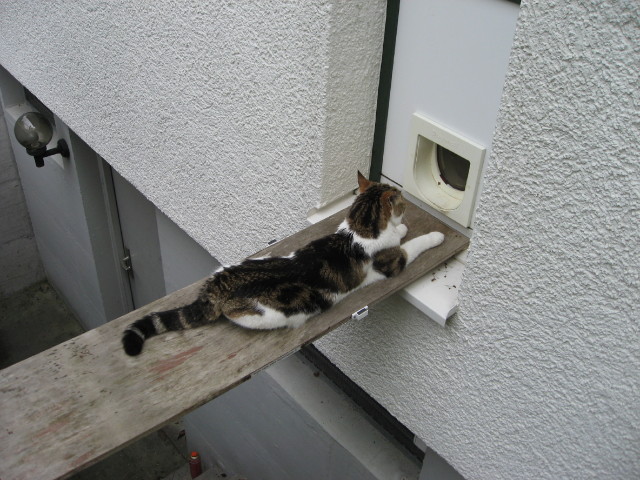 092237_Mischa_-_soelli_oder_ned.jpg