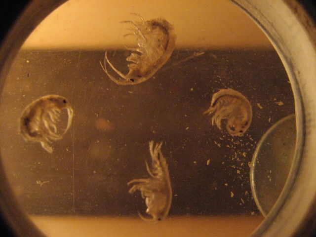 092030_Krill.jpg