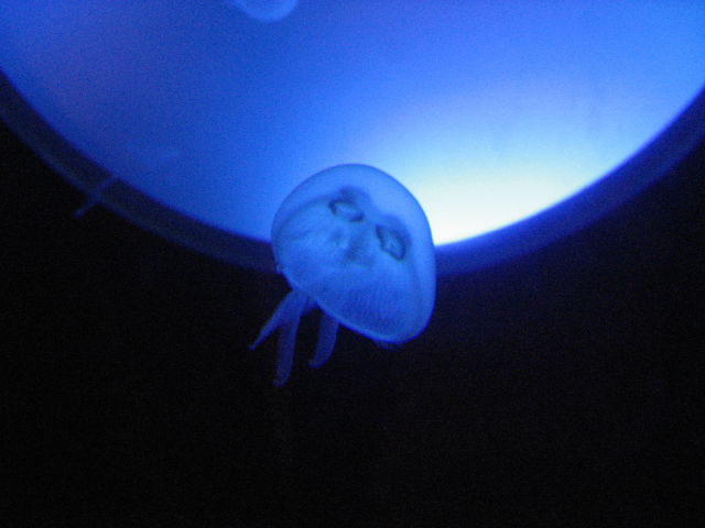 092035_Qualle.jpg