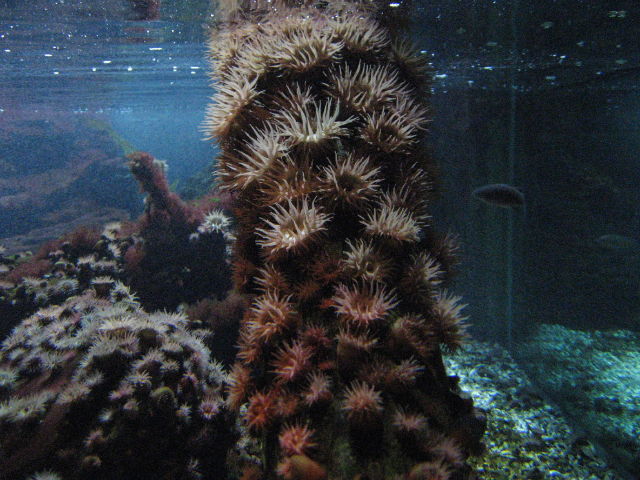 092056_Seeigel.jpg