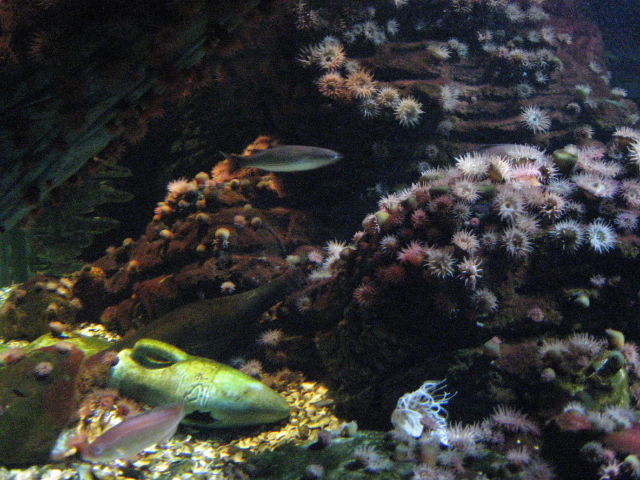 092063_Seeigel.jpg