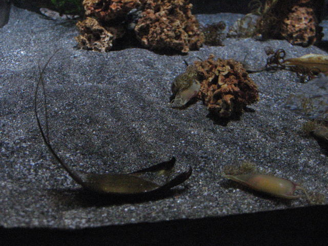 092073_Hai-Eier.jpg