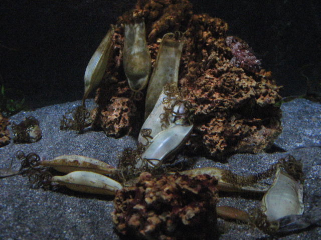 092074_Hai-Eier.jpg
