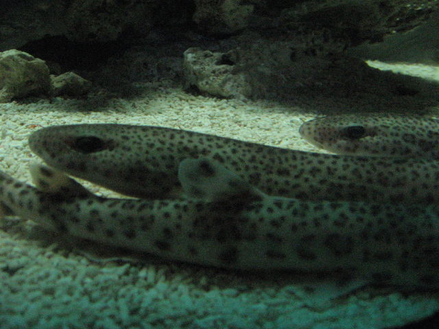 092075_Katzenhai.jpg