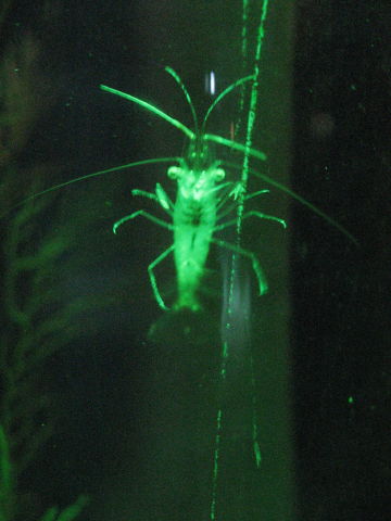 092078_Krebs.jpg