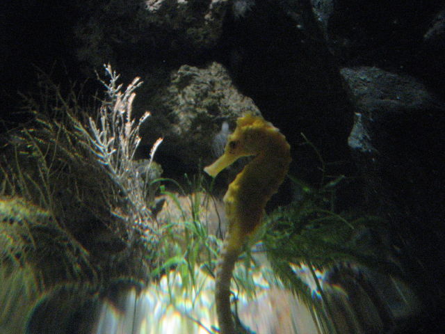 092091_Seepferdchen.jpg