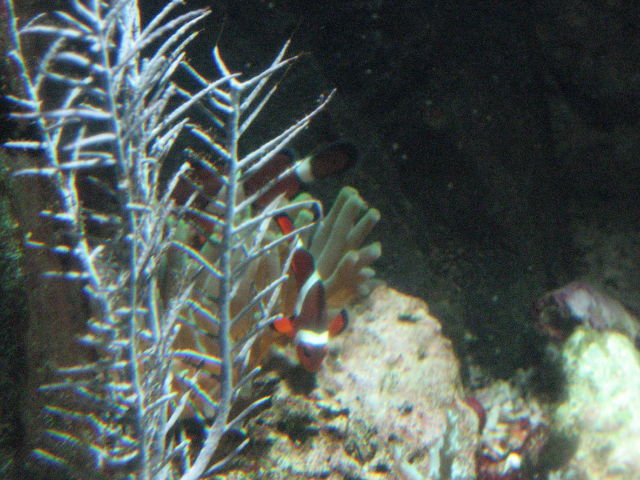 092092_Anemone_Clownfische.jpg