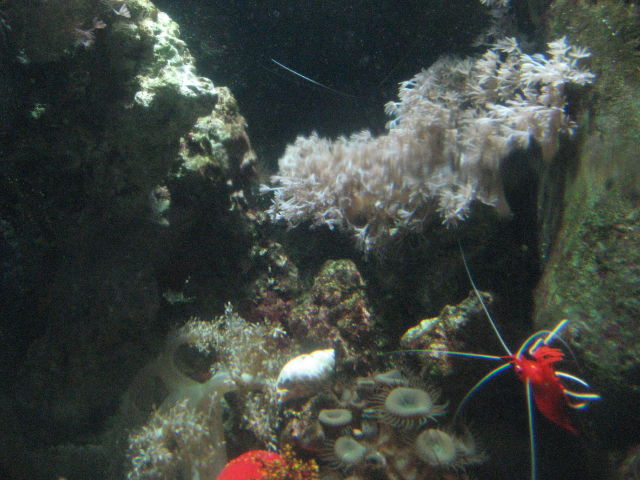 092095_Krebs.jpg
