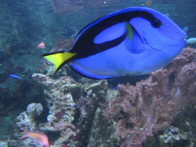 092098_Paletten-Doktorfisch.jpg
