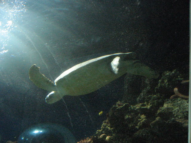 092109_Schildkroete.jpg