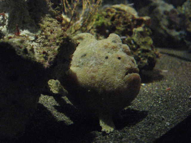 092121_Sandfisch.jpg