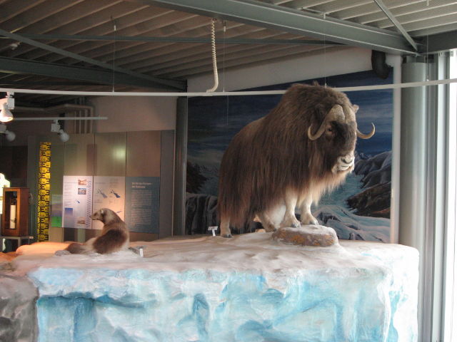 092132_Tiere_der_Eiszeit.jpg