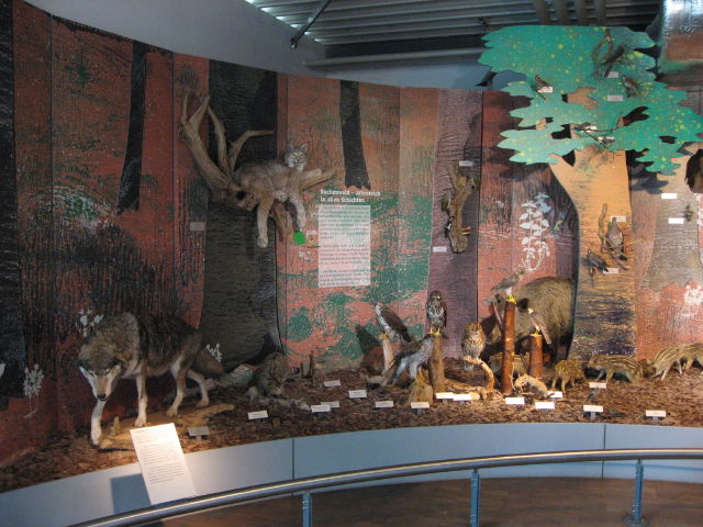 092135_Tiere_im_Wald.jpg