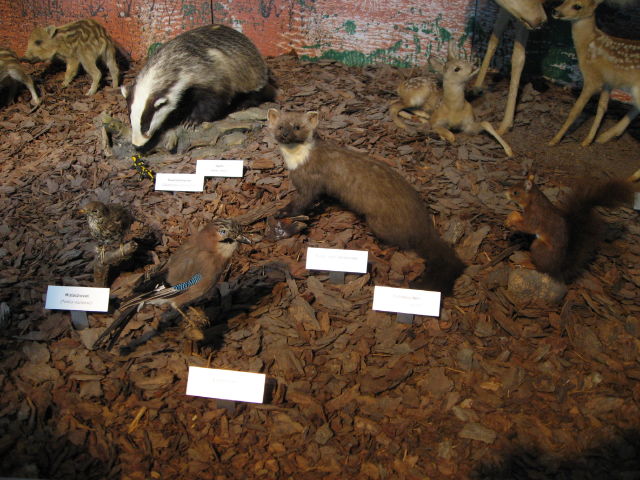 092137_Tiere_der_Schweiz.jpg