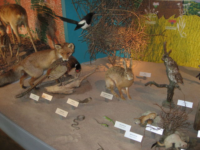 092138_Tiere_der_Schweiz.jpg