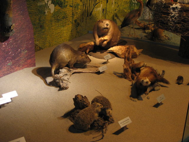 092139_Tiere_der_Schweiz.jpg