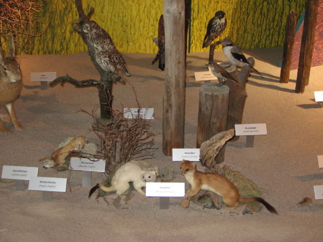 092140_Tiere_der_Schweiz.jpg