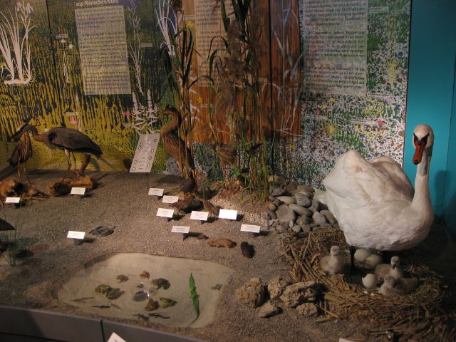 092141_Wasservoegel.jpg