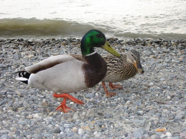 092174_Enten.jpg