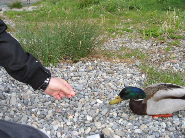 092181_Ente_fuettern.jpg