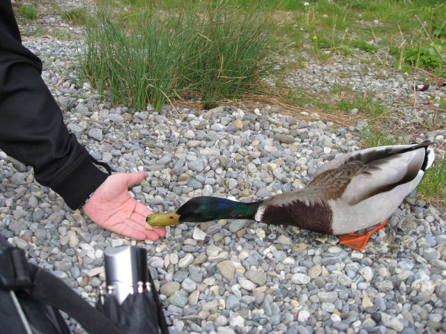 092183_Ente_fuettern.jpg