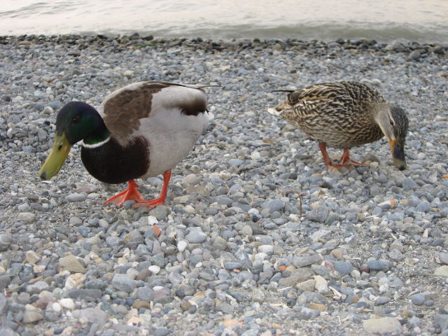 092185_Enten.jpg