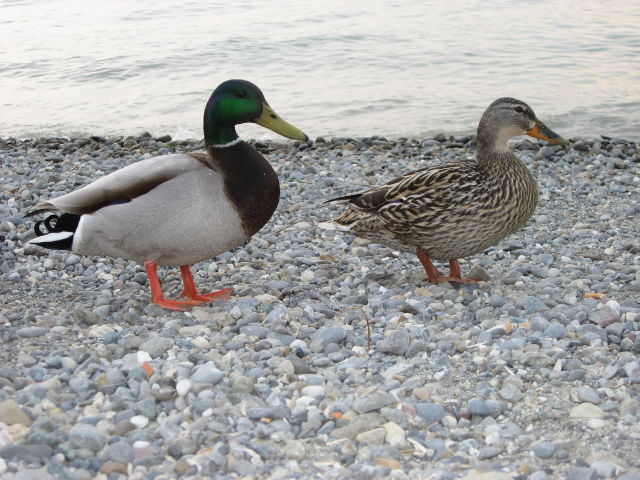 092187_Enten.jpg