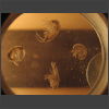 092030_Krill.jpg