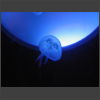 092035_Qualle.jpg