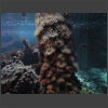 092056_Seeigel.jpg