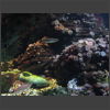 092063_Seeigel.jpg