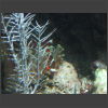 092092_Anemone_Clownfische.jpg