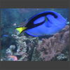 092098_Paletten-Doktorfisch.jpg