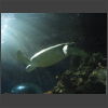 092109_Schildkroete.jpg
